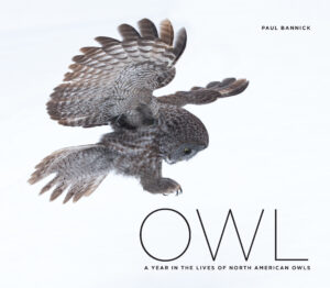 Cover for Owl book